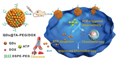 组装量子点-酚醛纳米团簇 基于ATP的智能靶向递送系统与中药现代化